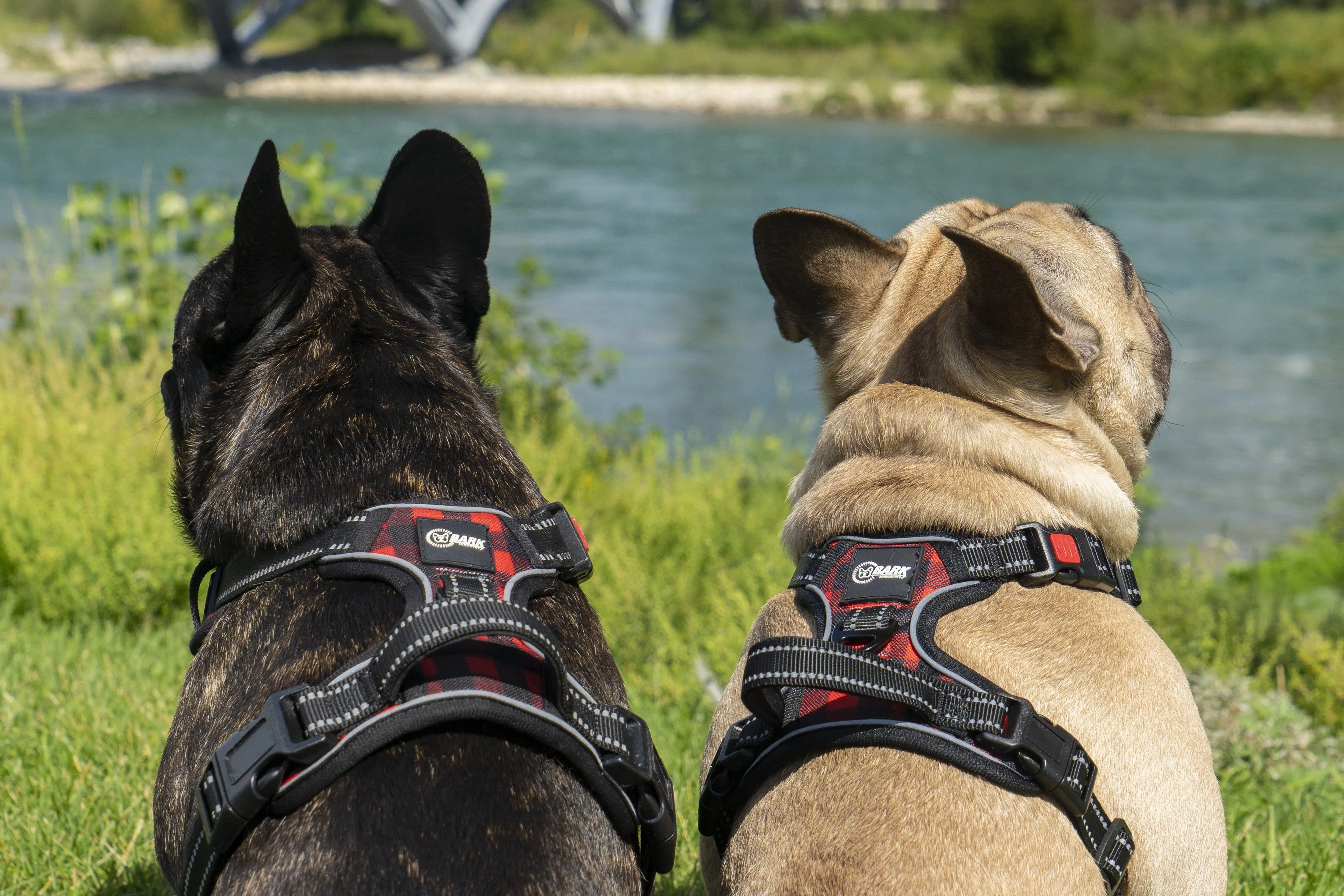 The Lumberjack Plaid Dog Harness (Final Sale)